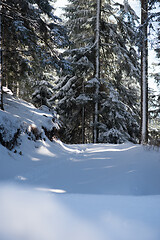 Image showing winter landscape in forest at sunset