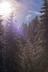 Image showing winter landscape in forest at sunset