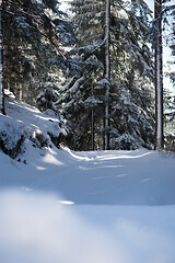 Image showing winter landscape in forest at sunset