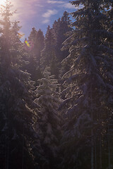 Image showing winter landscape in forest at sunset