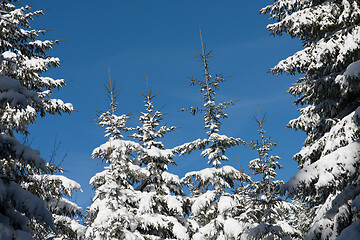 Image showing winter landscape in forest at sunset