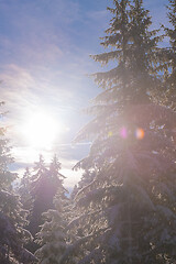 Image showing winter landscape in forest at sunset