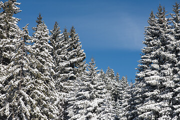 Image showing winter landscape in forest at sunset