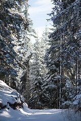 Image showing winter landscape in forest at sunset