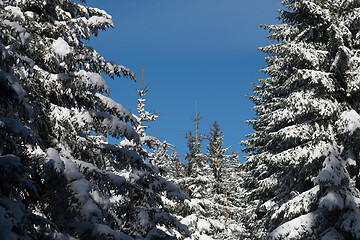 Image showing winter landscape in forest at sunset