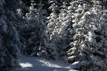 Image showing winter landscape in forest at sunset