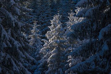 Image showing winter landscape in forest at sunset