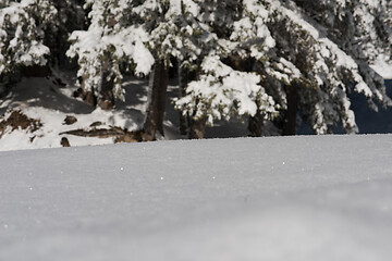 Image showing snow background