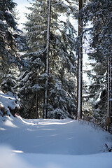 Image showing winter landscape in forest at sunset