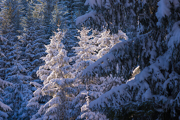 Image showing winter landscape in forest at sunset