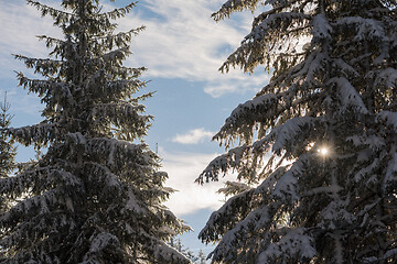 Image showing winter landscape in forest at sunset