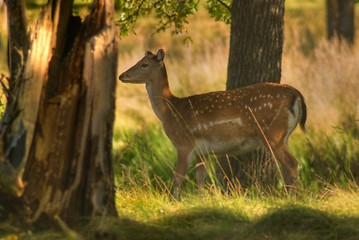 Image showing Female Deer