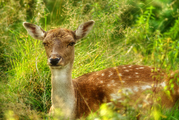 Image showing Resting Doe