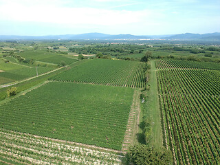 Image showing aerial view of a vineyard in Breisgau, Germany