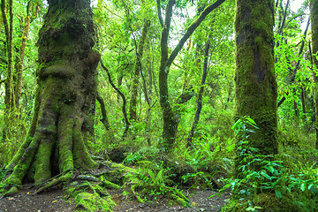 Image showing Jungle New Zealand