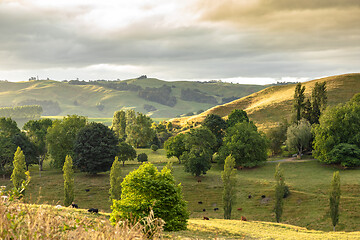 Image showing typical rural landscape in New Zealand