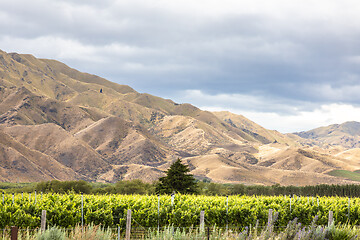 Image showing Agriculture in New Zealand south island