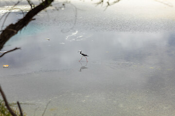 Image showing Pied Stilt in New Zealand standing in water