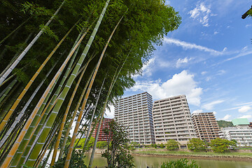 Image showing Bamboo Forest and buildings of Hiroshima, Japan.