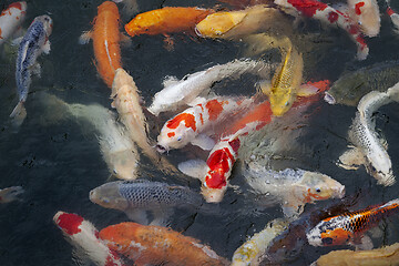 Image showing Many multicolored Koi fish swimming in pond