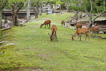 Image showing Wild deers walking around in Omoto Park, Japan
