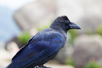 Image showing A Japanese large-billed crow, Corvus macrorhynchos japonensis