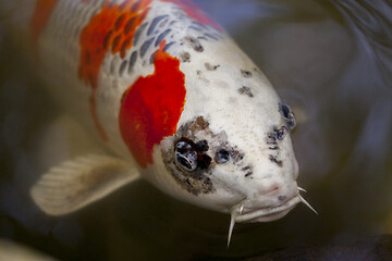 Image showing Exotic Koi fish carp swimming in pond