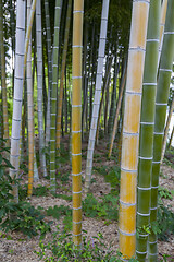 Image showing bamboo trunks in Bamboo Forest, Hiroshima, Japan.