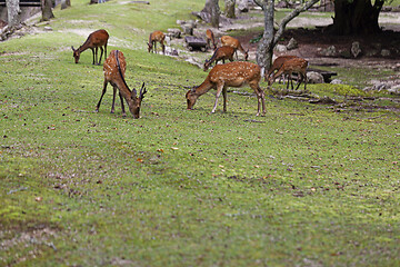 Image showing Wild deers walking around in Omoto Park, Japan
