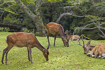 Image showing Wild deers walking around in Omoto Park, Japan