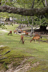 Image showing Wild deers walking around in Omoto Park, Japan