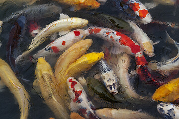 Image showing Many multicolored Koi fish swimming in pond