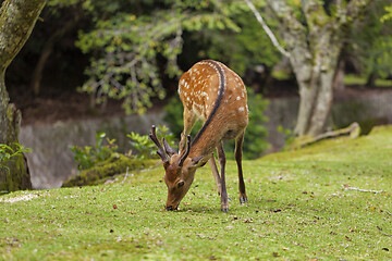 Image showing Wild deers walking around in Omoto Park, Japan