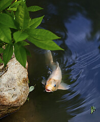 Image showing Exotic Koi fish carp swimming in pond