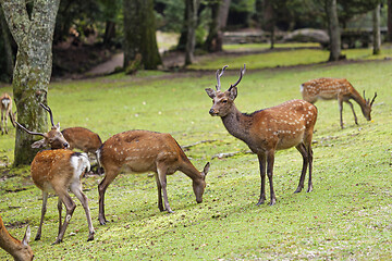 Image showing Wild deers walking around in Omoto Park, Japan