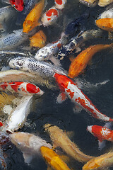 Image showing Many multicolored Koi fish swimming in pond