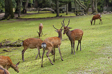 Image showing Wild deers walking around in Omoto Park, Japan