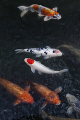 Image showing Many multicolored Koi fish swimming in pond