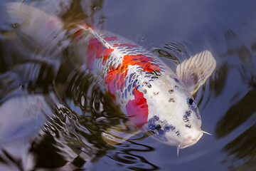 Image showing Exotic Koi fish carp swimming in pond