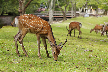 Image showing Wild deers walking around in Omoto Park, Japan