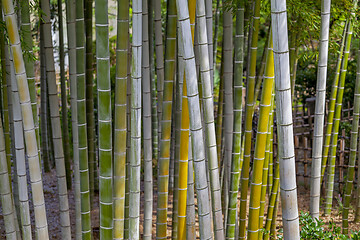 Image showing bamboo trunks in Bamboo Forest, Hiroshima, Japan.