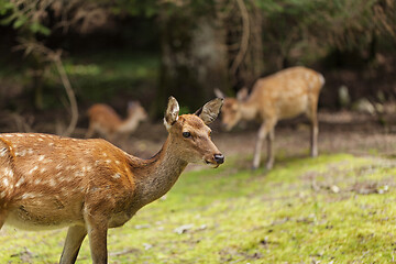 Image showing Wild deers walking around in Omoto Park, Japan