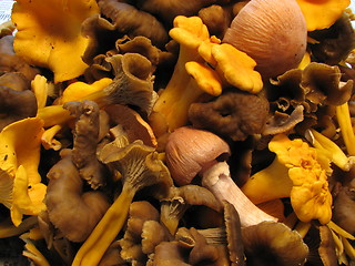 Image showing mushroom