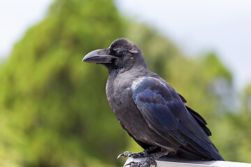 Image showing A Japanese large-billed crow, Corvus macrorhynchos japonensis