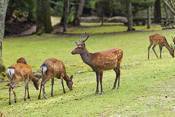 Image showing Wild deers walking around in Omoto Park, Japan