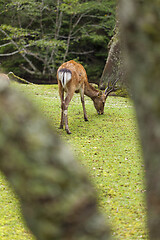 Image showing Wild deer walking around in Omoto Park, Japan