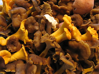 Image showing Chanterelles