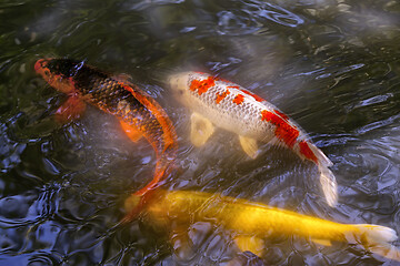 Image showing Many multicolored Koi fish swimming in pond