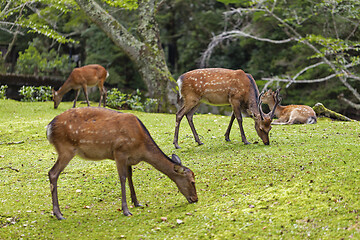 Image showing Wild deers walking around in Omoto Park, Japan