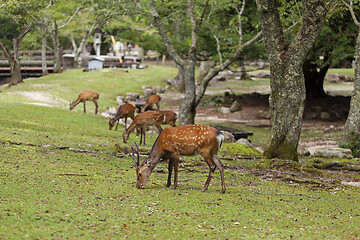 Image showing Wild deers walking around in Omoto Park, Japan